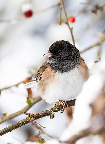 USA- Washington State- Sammamish. Junco on snow covered Crabapple tree Food Print